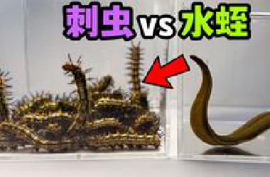 把一只大水蛭和一堆刺虫关一起！会发生什么事？