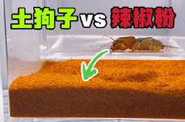 把一只土狗子扔进辣椒粉！会发生什么事？