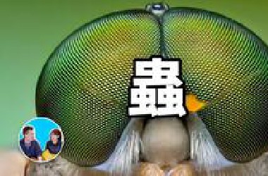 【助眠】地球上最常見的外星人，蟲|老高小茉（无尾音）