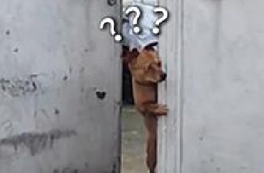 《动物迷惑行为大赏265》